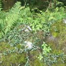 서귀포자연휴양림1 이미지