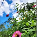 연안부부인전씨묘 이미지