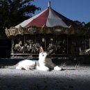 Empty rides, closed theme park attracts photographers to Yongma Land 이미지