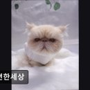 편한미용 | {부천, 강아지, 고양이, 애견미용, 추천!) 개편한세상 부천 애견미용, 세심한 케어