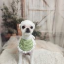 안나펫살롱 이미지