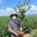 아로니아(aronia) 대형 화분재배 이미지