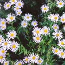 수연플라워 이미지