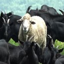 이기숙농장 이미지