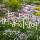 초안산 하늘꽃정원 이미지