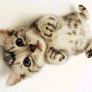 LOVELY CAT 이미지