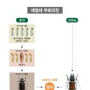 하늘소 중앙일보