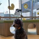 모모그루밍 이미지