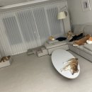 금비켄넬 이미지