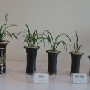 제주한란전시관 이미지