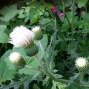 여주-0979 이미지