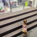 아이스크림멍냥 이미지