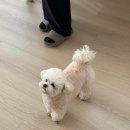 희망사진관 | 파주시 동패동사진관 컨셉촬영 스튜디오 위위드스튜디오 강아지 촬영 후기