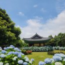 돌담 너머 하늘 | 무료라서 더 만족한 제주 혼인지 수국 후기: 한옥·돌담·연못까지 완벽한 6월 제주 동쪽 코스