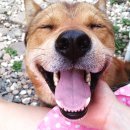 웃으면복이와요 이미지