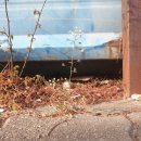 일신초등학교 이미지