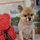 오락반장요미 이미지