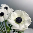 쥬드플레르