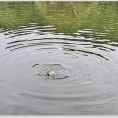 회암소류지 이미지