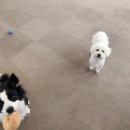 뽀뽀뽀하개 이미지