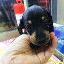 헬로펫 여수 이미지