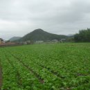 차농장 Daum카페