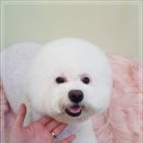 하루애견미용