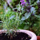 로즈마리 이미지