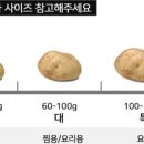 해남황토감자🥔 해남황토한가득 👍 이미지