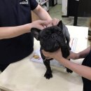 라온동물병원 이미지