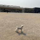 개들랜드 이미지