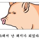 돼지이야기 이미지