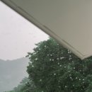 스테이담장 이미지