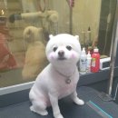 쪼쪼애견 이미지