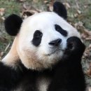 바오 이미지