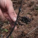 Beaujolais : la vigne à l’épreuve du changement climatique 이미지