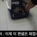 강화켄넬 이미지