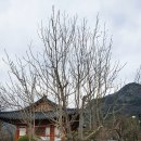 자계고택 | 청도 가볼만한곳 천년고찰 청도 운문사