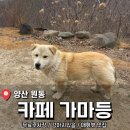 원동로 | 원동 매화뷰 감성카페 <가마등> 내돈내산 후기