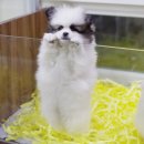 바둑이PC 이미지