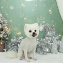 낼름&애견샵 이미지