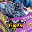 대부환경 | 대부도 대부포도 | 대부도포도 3kg 가격 맛 크기 후기 대부포도축제