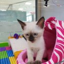 블루독 애견샵 이미지