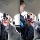 개와고양이 이미지