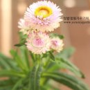 노다지가든 이미지