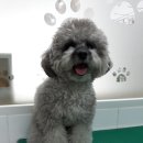 까가주개 이미지