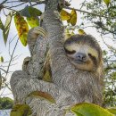 나무늘보 이미지