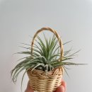 이오난사 미니라탄바구니 | 라탄 미니 바구니 만들기 작은 인테리어 소품 이오난사 베란다 식물 플랜테리어