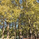 세븐일레븐 대전리빙포레점 | 충북 청주 가볼만한곳 2025 청남대 가을축제 단풍현황 메타세콰이어길 국화축제 주차 예약