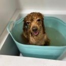 웰니스 펫 미용실 이미지